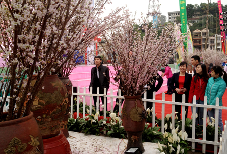 Lễ hội hoa anh đào 2014 tại Thành phố Hạ Long